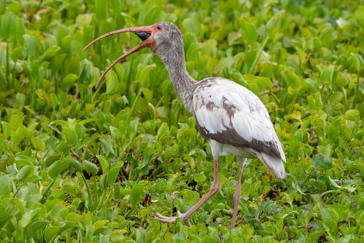 White Ibis - ML637937127
