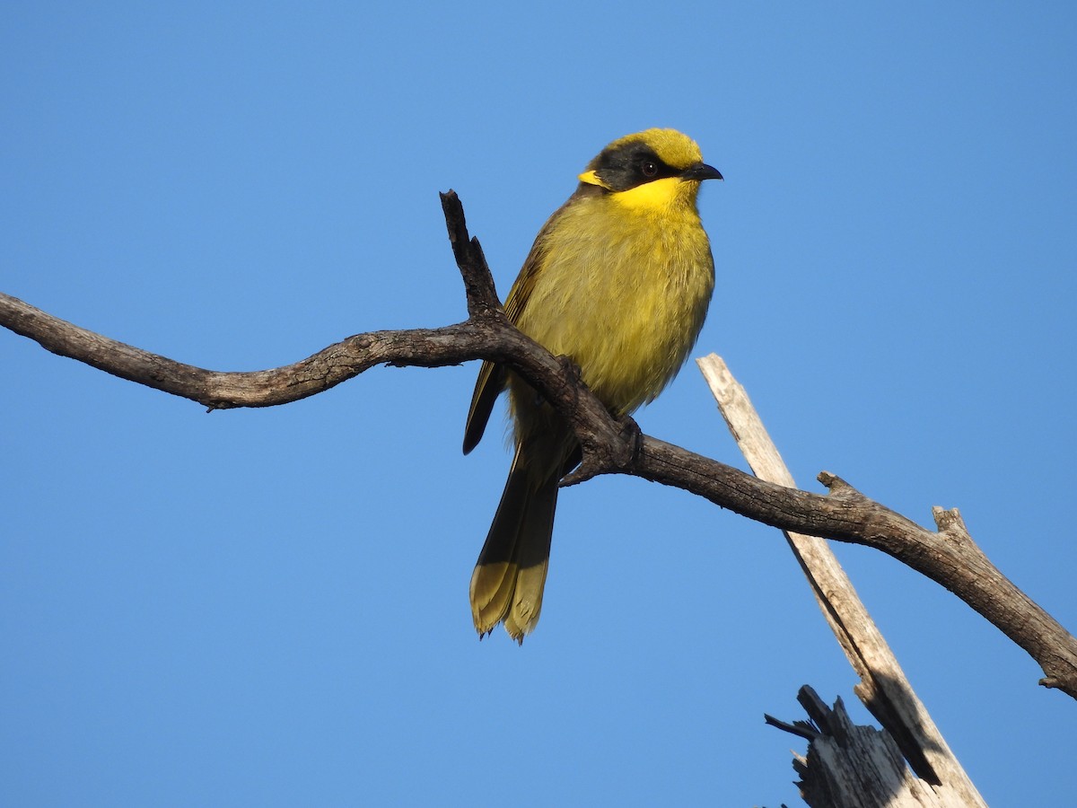 Yellow-tufted Honeyeater - ML637937129