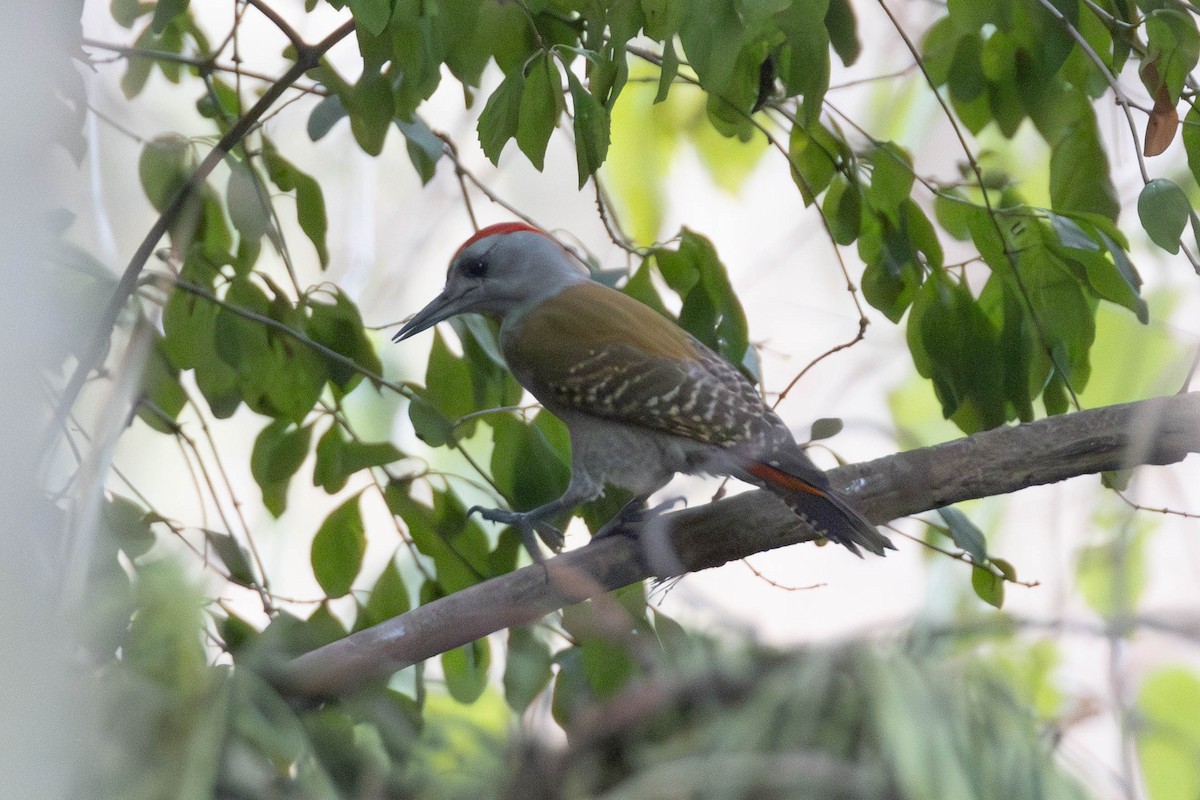 African Gray Woodpecker - ML637937143