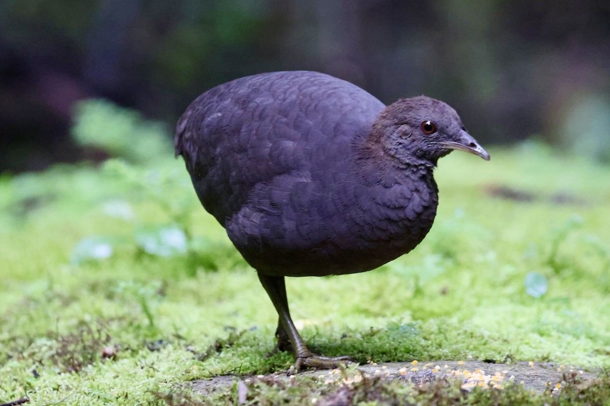 Cinereous Tinamou - ML637937175