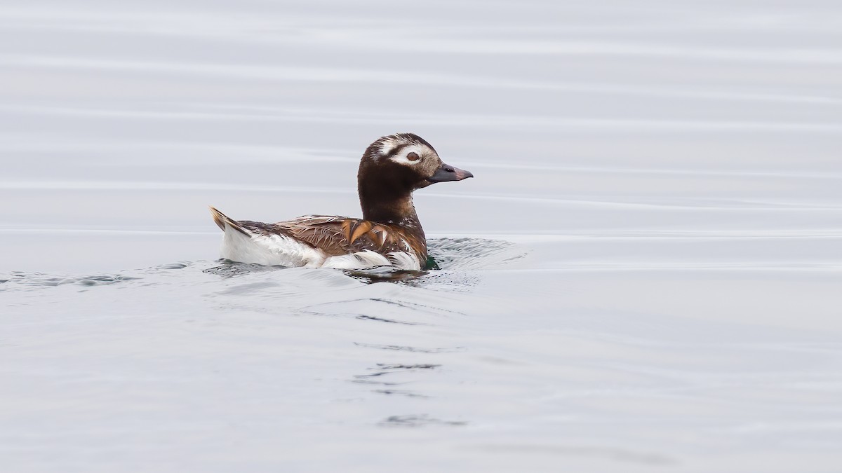 Long-tailed Duck - ML637937222
