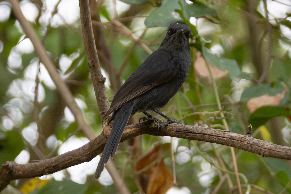 Northern Black-Flycatcher - ML637937253