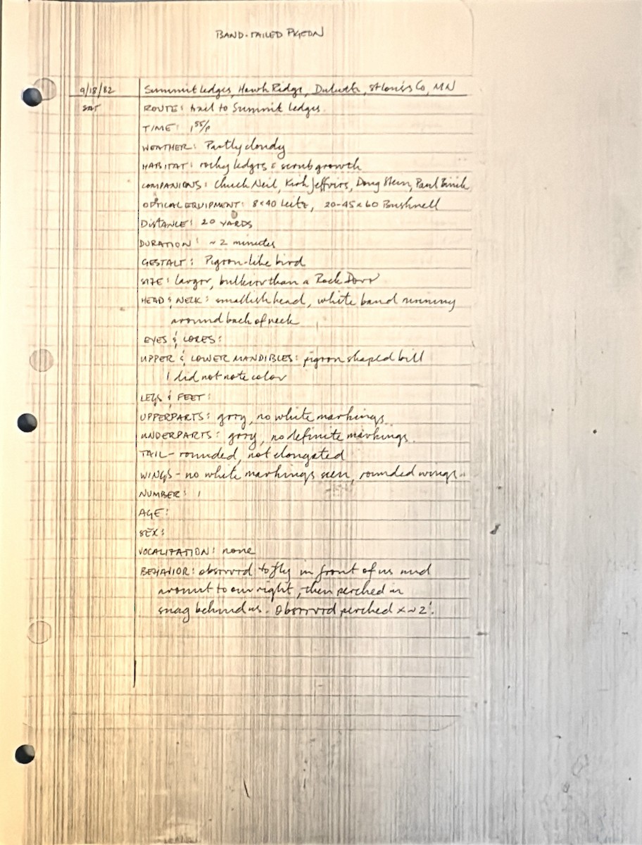 Band-tailed Pigeon - ML637937267