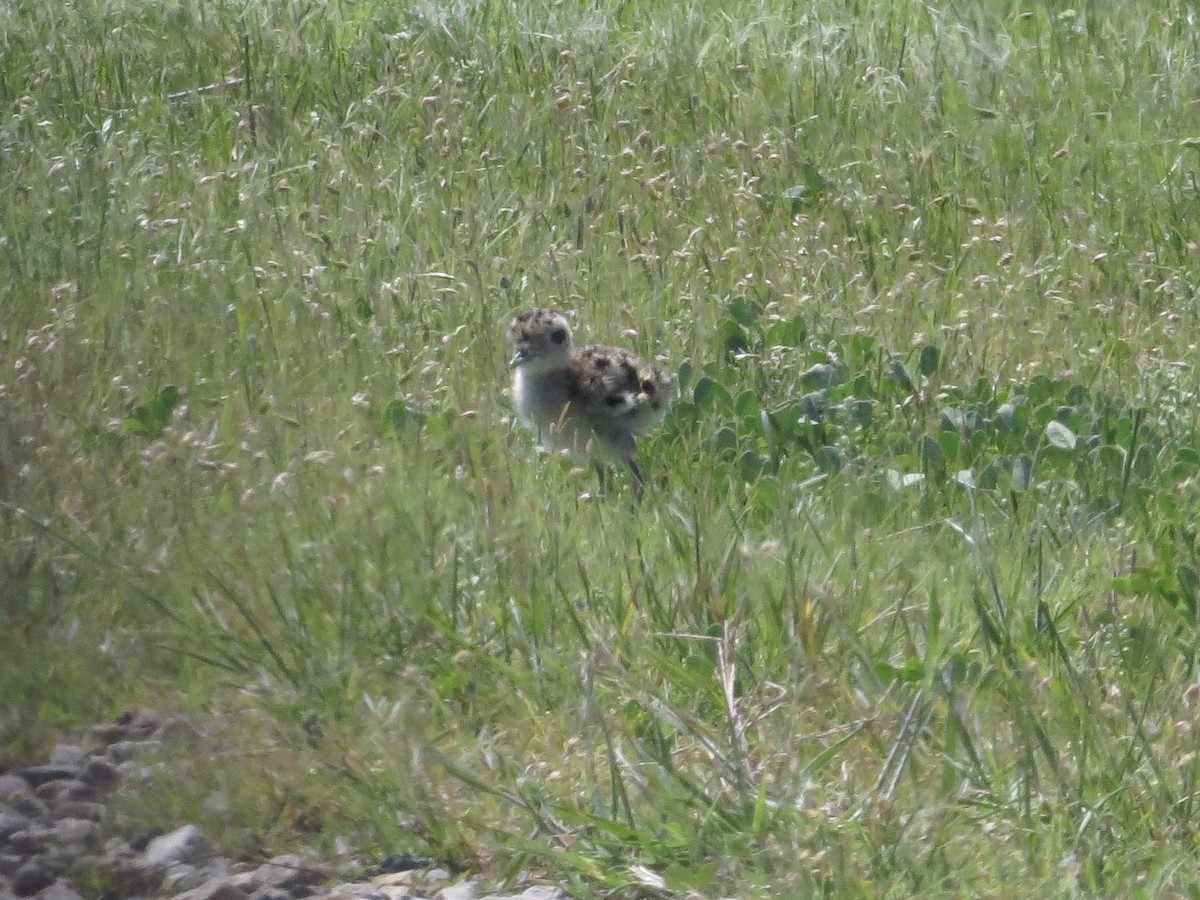 Upland Sandpiper - ML637937274