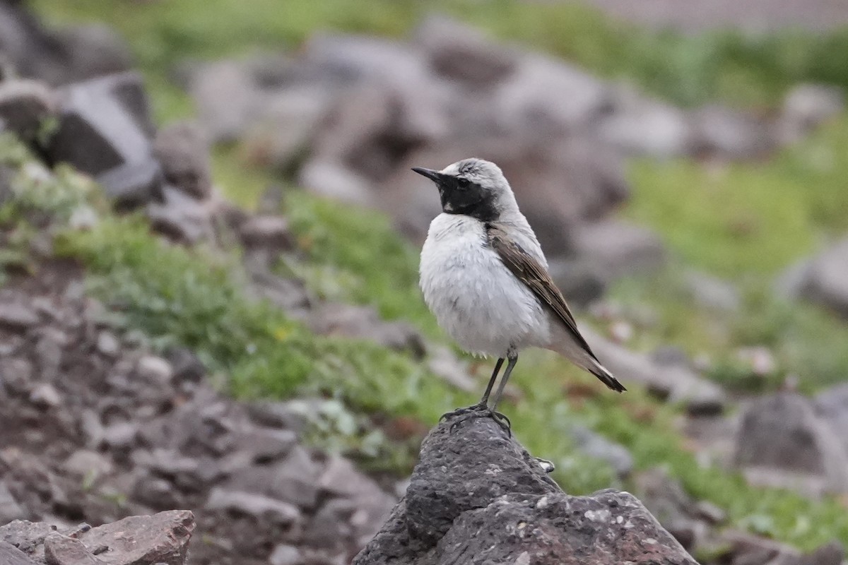Atlas Wheatear - ML637937280