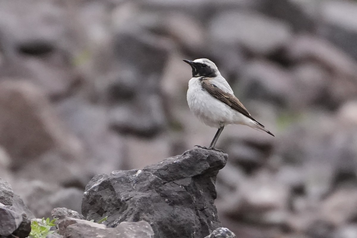 Atlas Wheatear - ML637937281