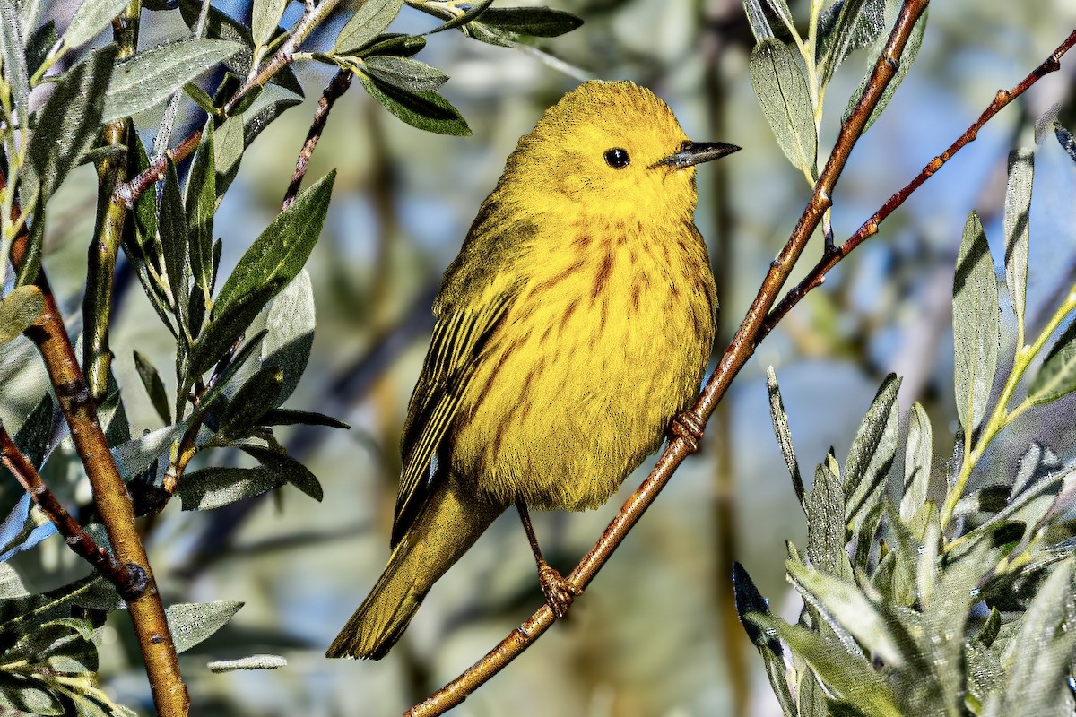 Yellow Warbler (Northern) - ML637937288