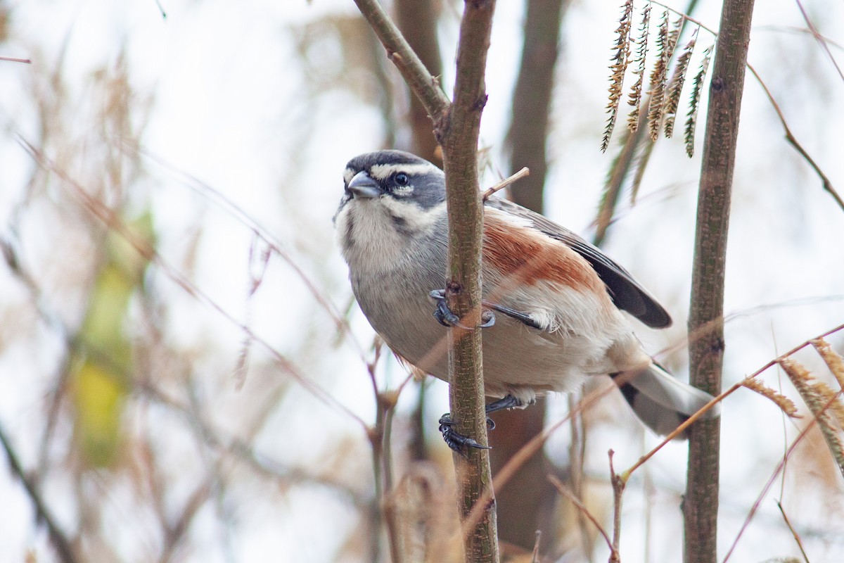 Rufous-sided Warbling Finch - ML637937291