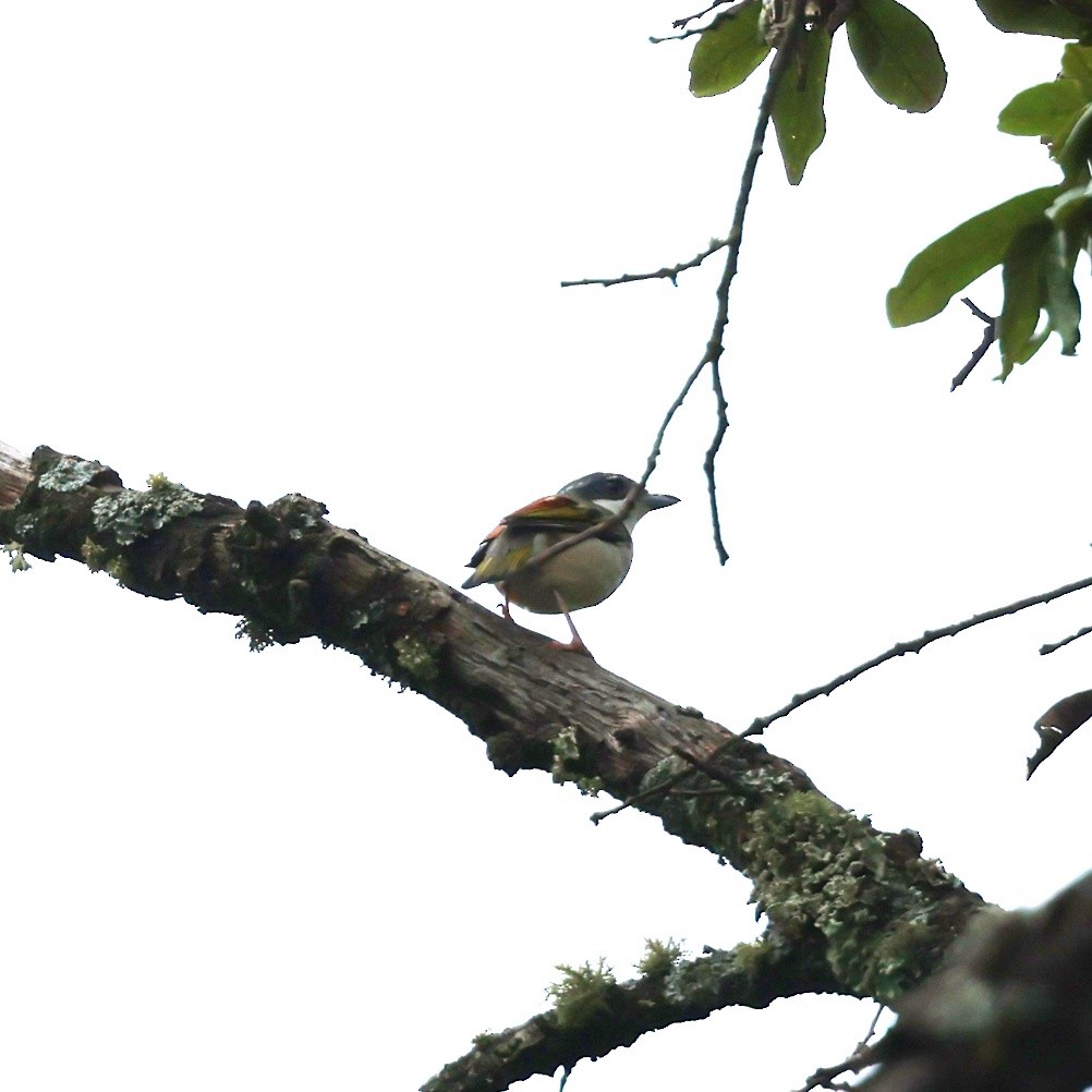 White-browed Shrike-Babbler - ML637937317