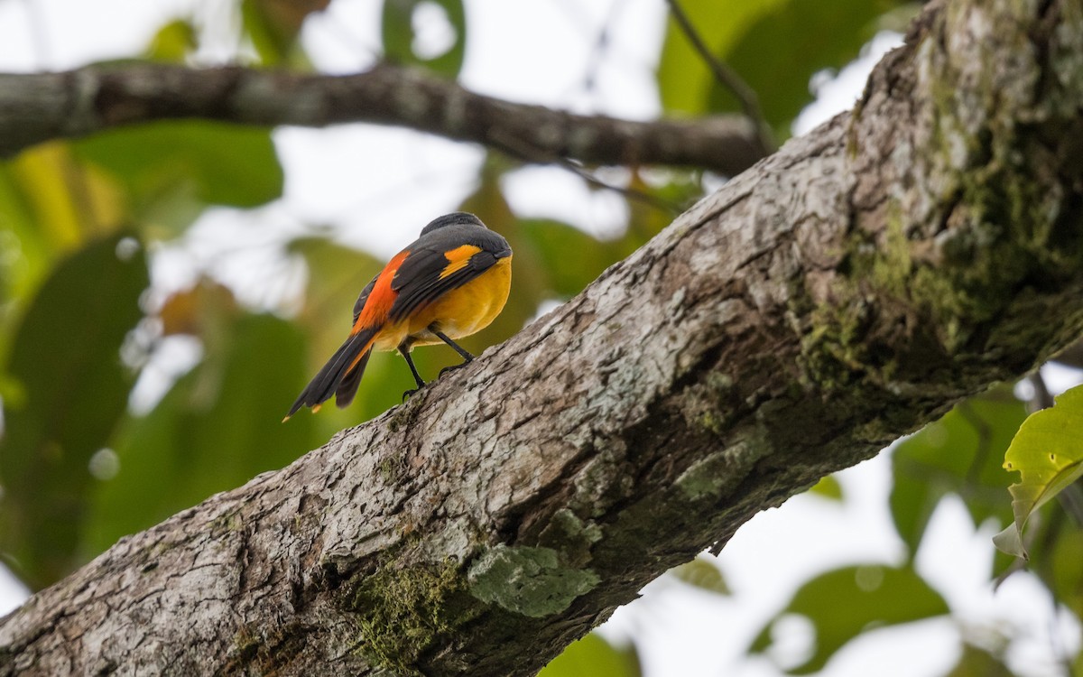 Fiery Minivet - ML637937321