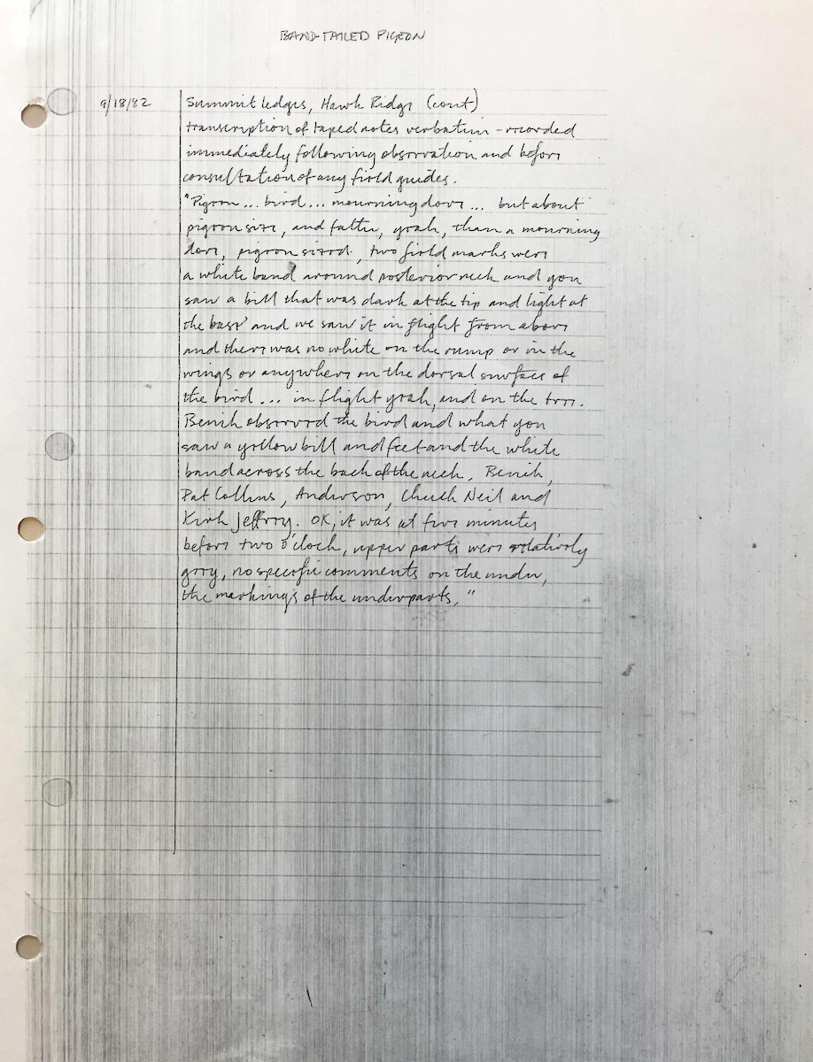 Band-tailed Pigeon - ML637937327