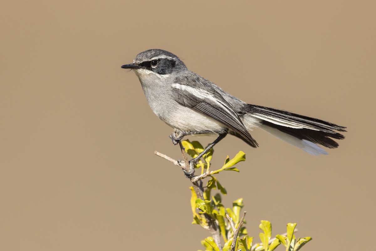 Fairy Flycatcher - ML637937338