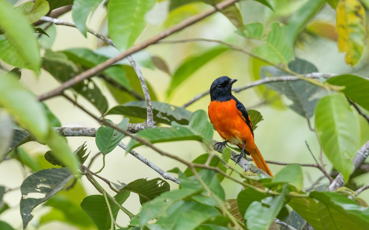 Fiery Minivet - ML637937344