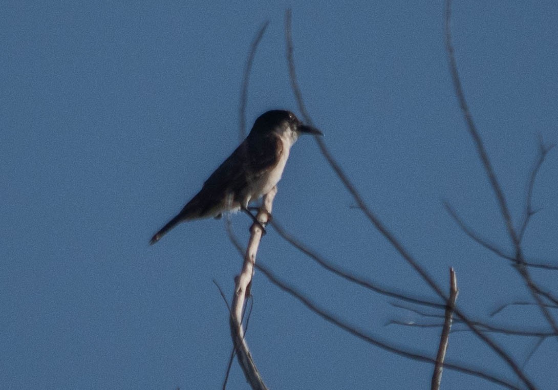 Giant Kingbird - ML637937457