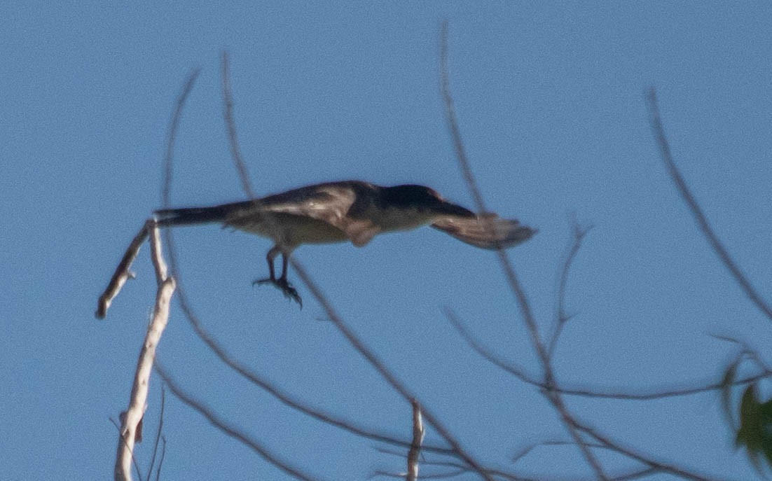 Giant Kingbird - ML637937458