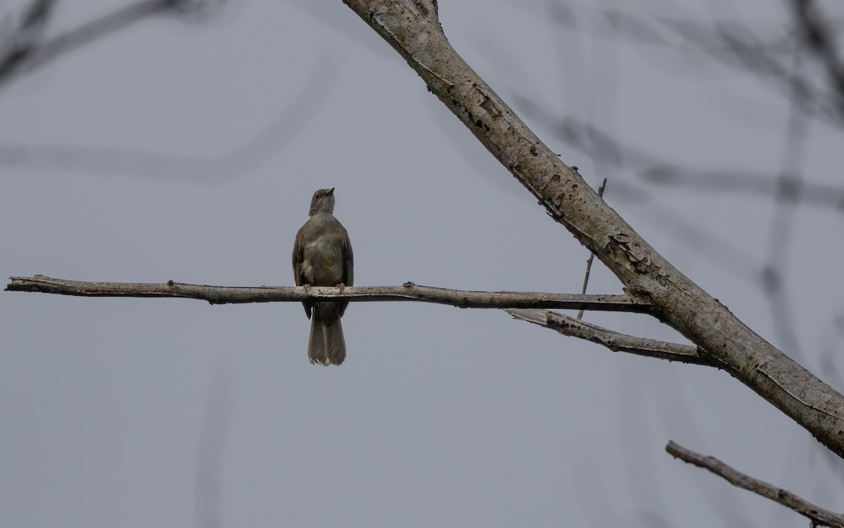 bulbul brýlatý - ML637937466