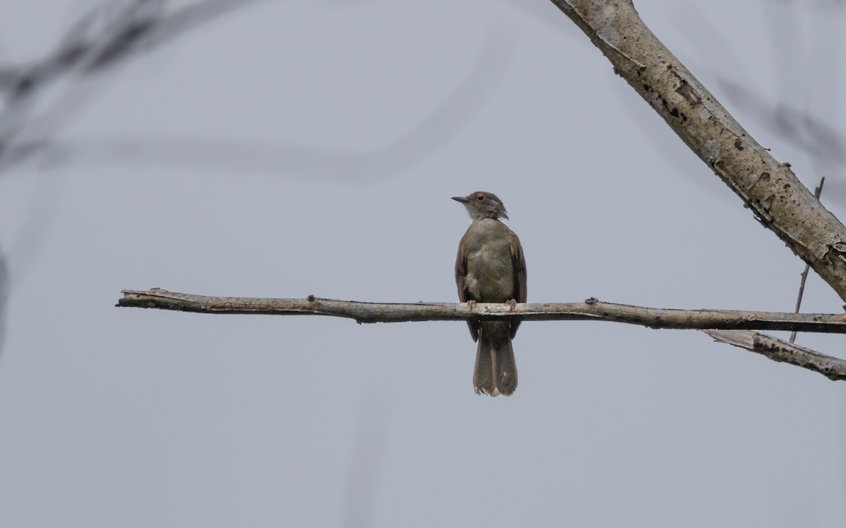 bulbul brýlatý - ML637937507