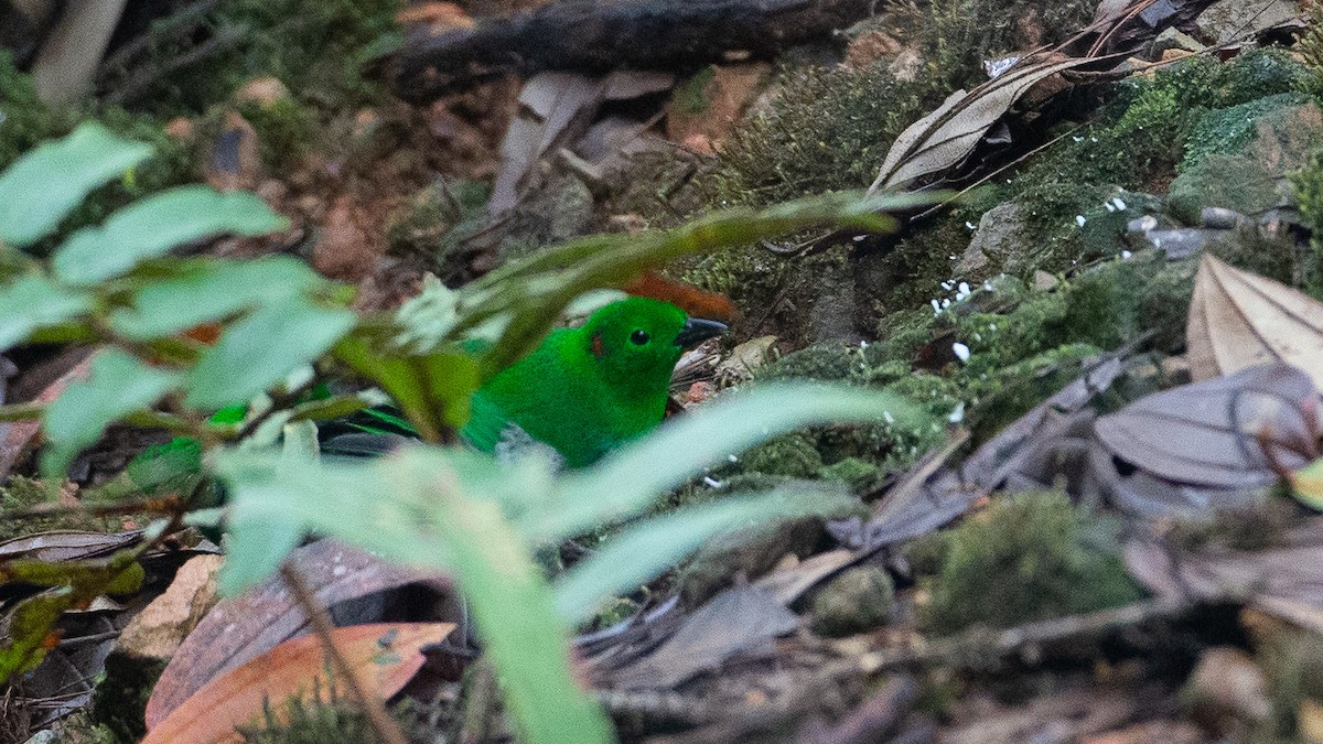 Glistening-green Tanager - ML637937545
