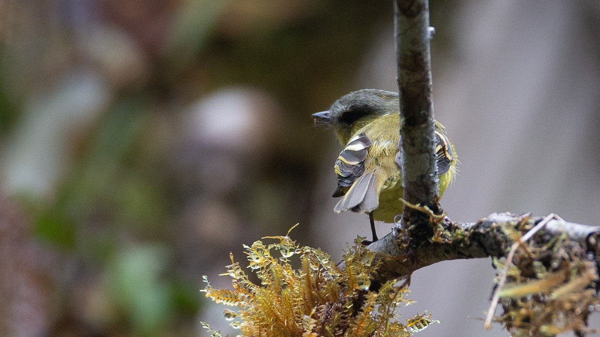 Handsome Flycatcher - ML637937549