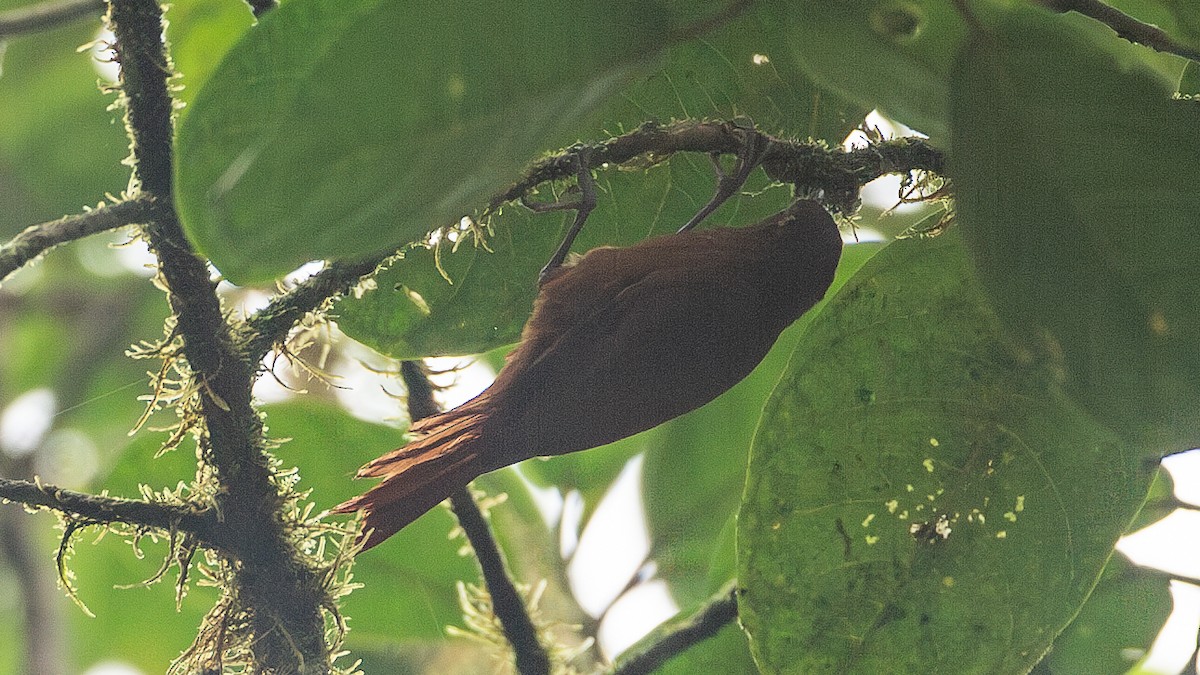 Fulvous-dotted Treerunner - ML637937551