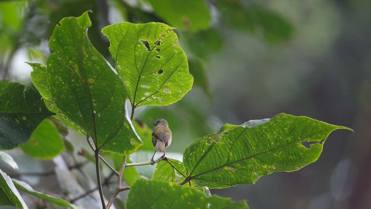 Dusky Chlorospingus - ML637937559