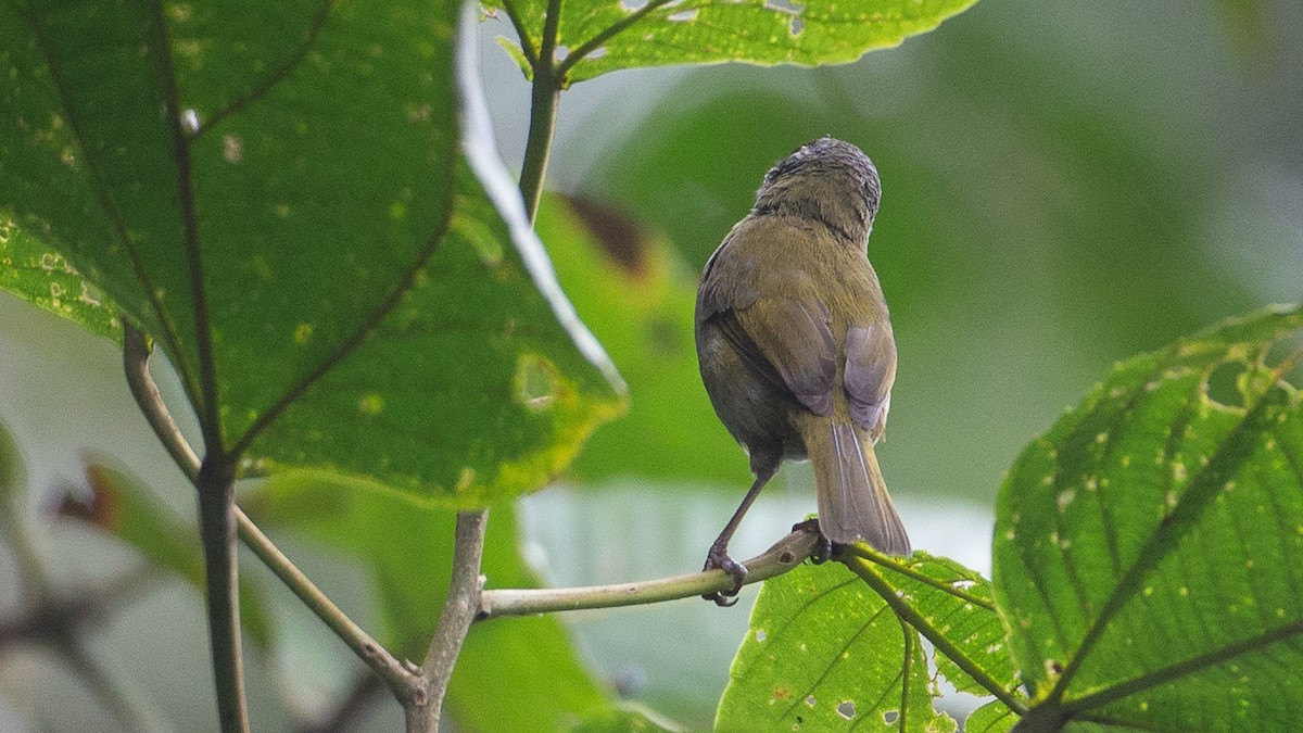 Dusky Chlorospingus - ML637937560