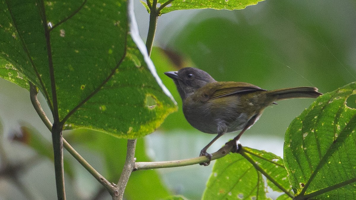 Dusky Chlorospingus - ML637937561