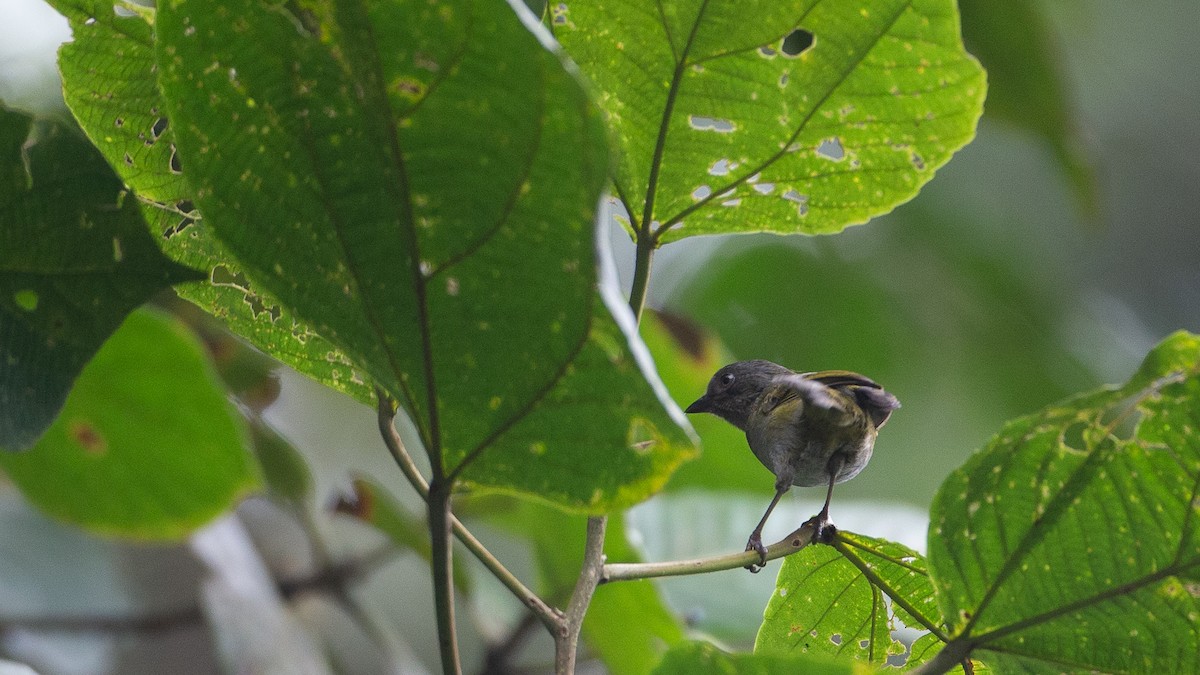 Dusky Chlorospingus - ML637937563