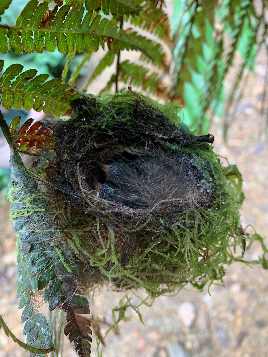 Greenish Puffleg - ML637937564