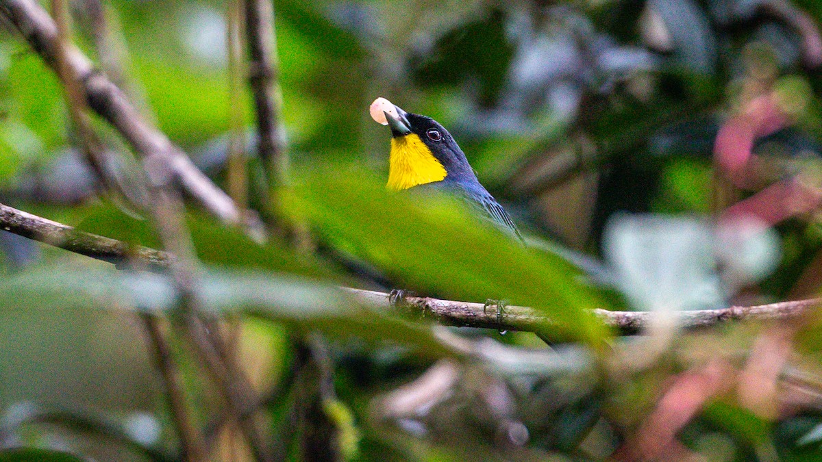 Purplish-mantled Tanager - ML637937571