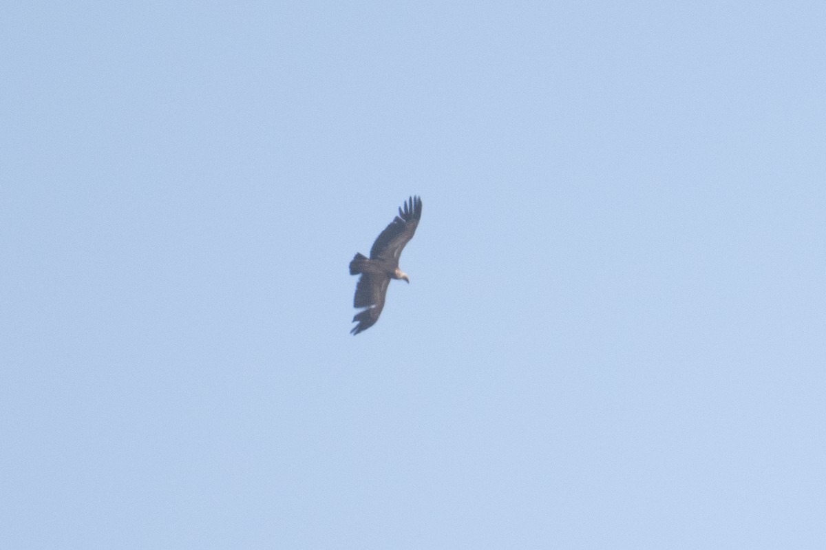 Eurasian Griffon - ML637937576