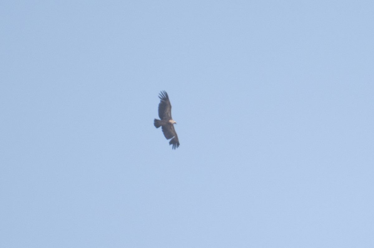 Eurasian Griffon - ML637937577