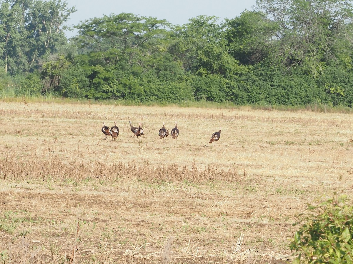 Wild Turkey - ML637937582