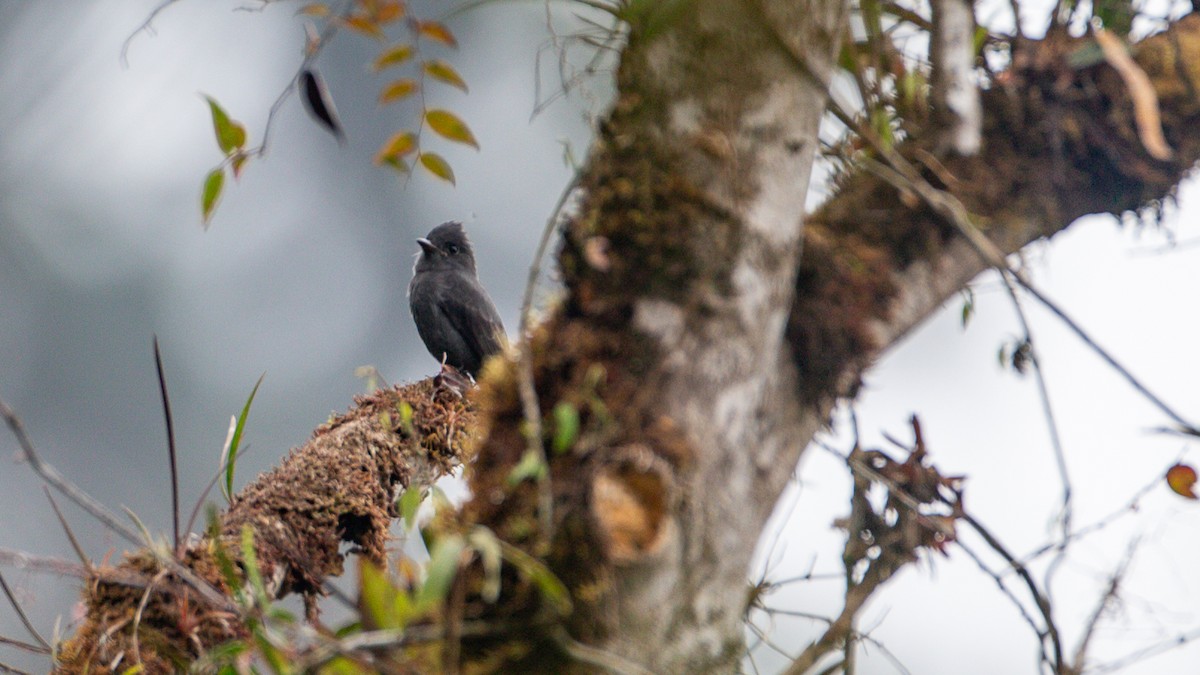 Smoke-colored Pewee - ML637937598