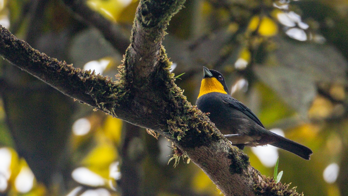 Purplish-mantled Tanager - ML637937609