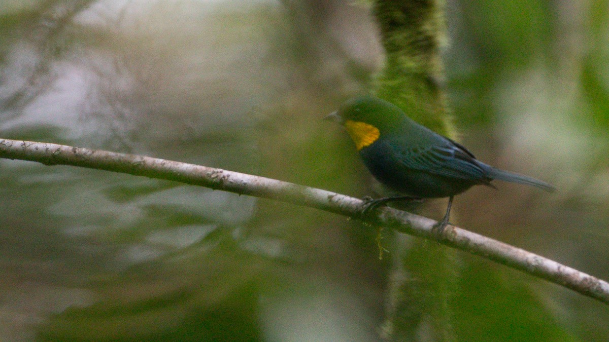 Purplish-mantled Tanager - ML637937610