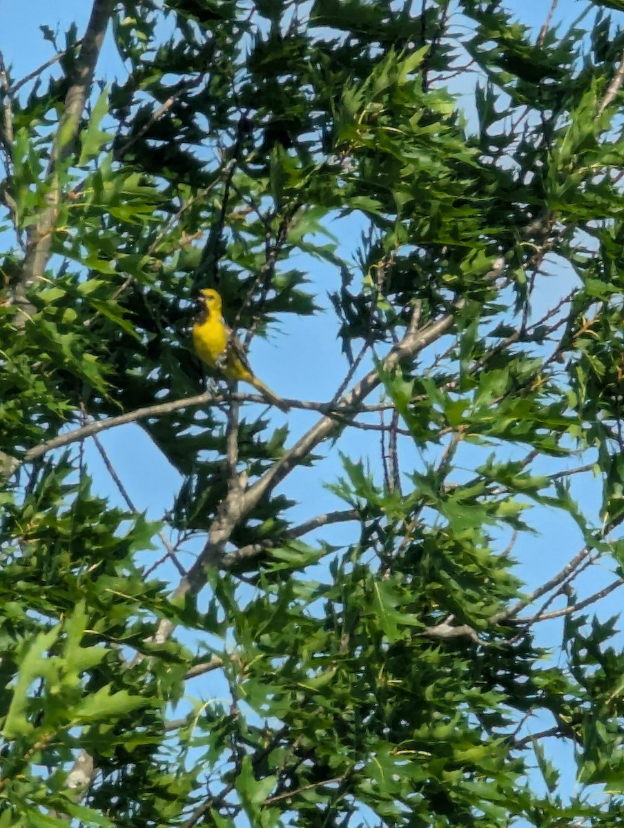 hagetrupial - ML637937614