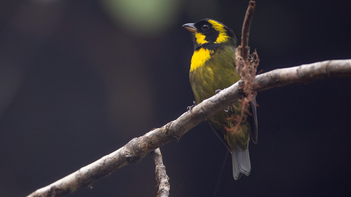 Gold-ringed Tanager - ML637937615