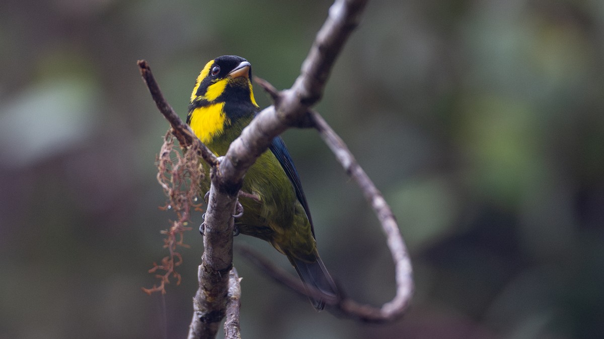 Gold-ringed Tanager - ML637937616