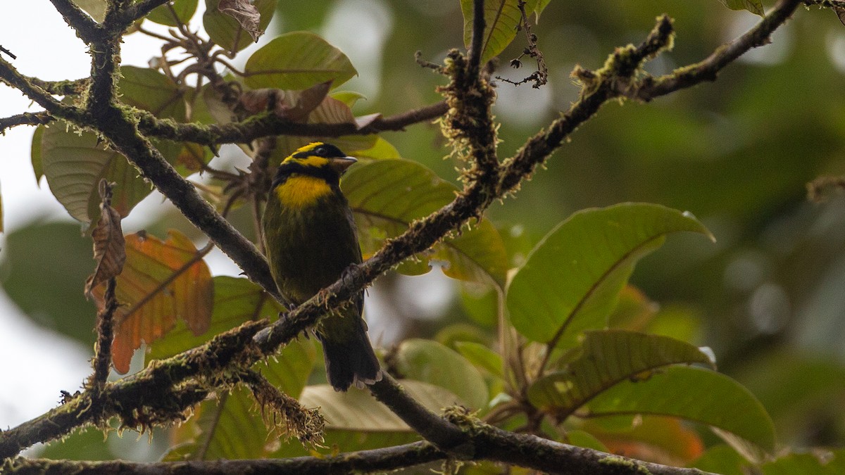 Gold-ringed Tanager - ML637937617