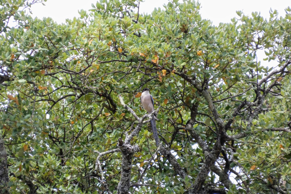Iberian Magpie - ML637937618