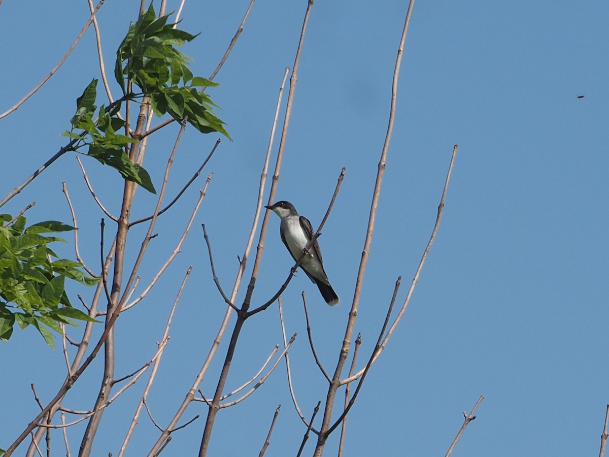 Eastern Kingbird - ML637937621