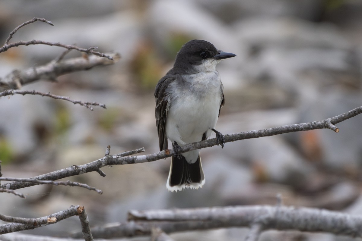 Eastern Kingbird - ML637937622