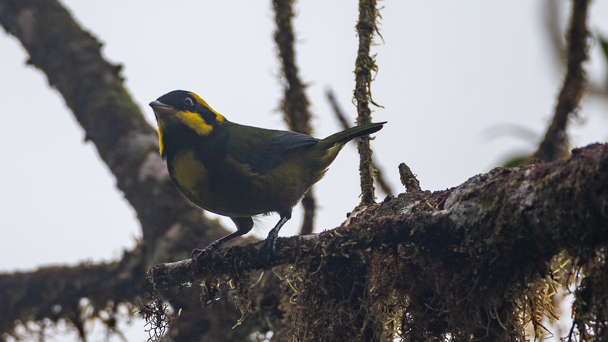 Gold-ringed Tanager - ML637937631