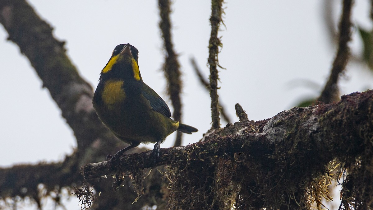 Gold-ringed Tanager - ML637937632