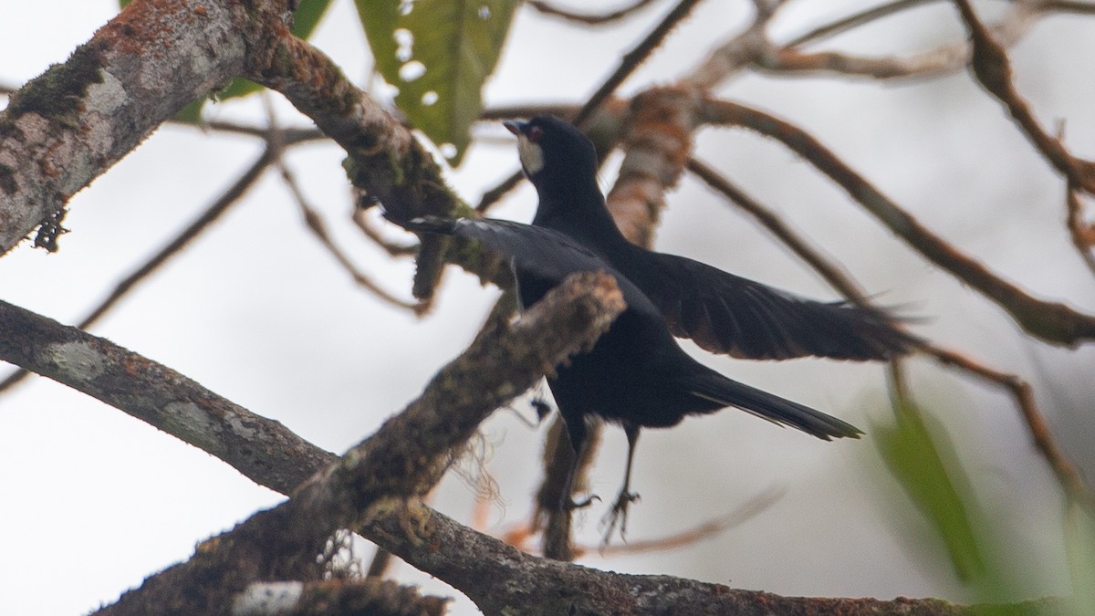 Black Solitaire - ML637937640