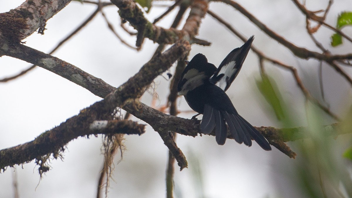 Black Solitaire - ML637937642