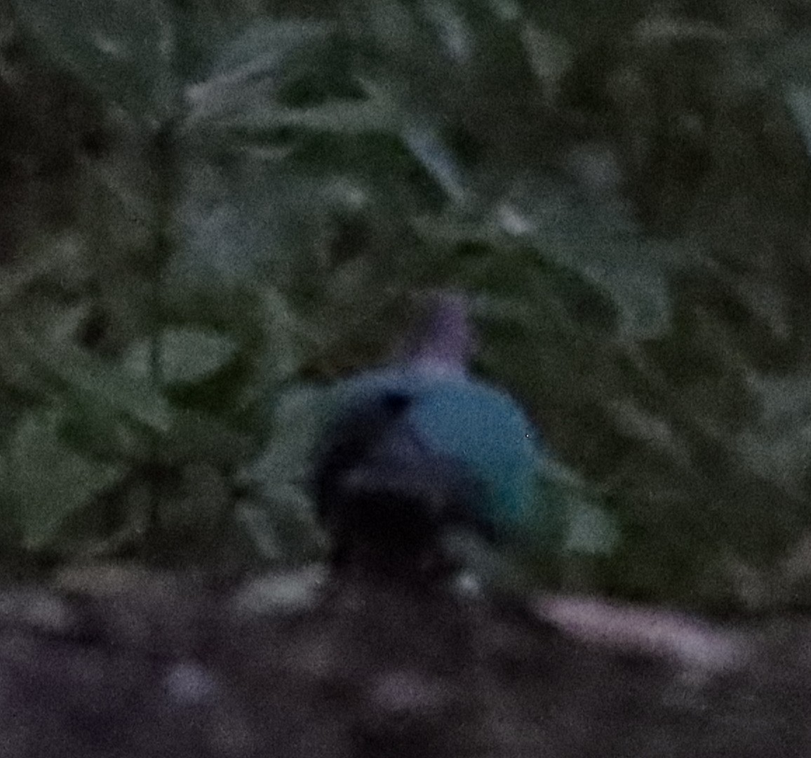 Pacific Emerald Dove - ML637937647