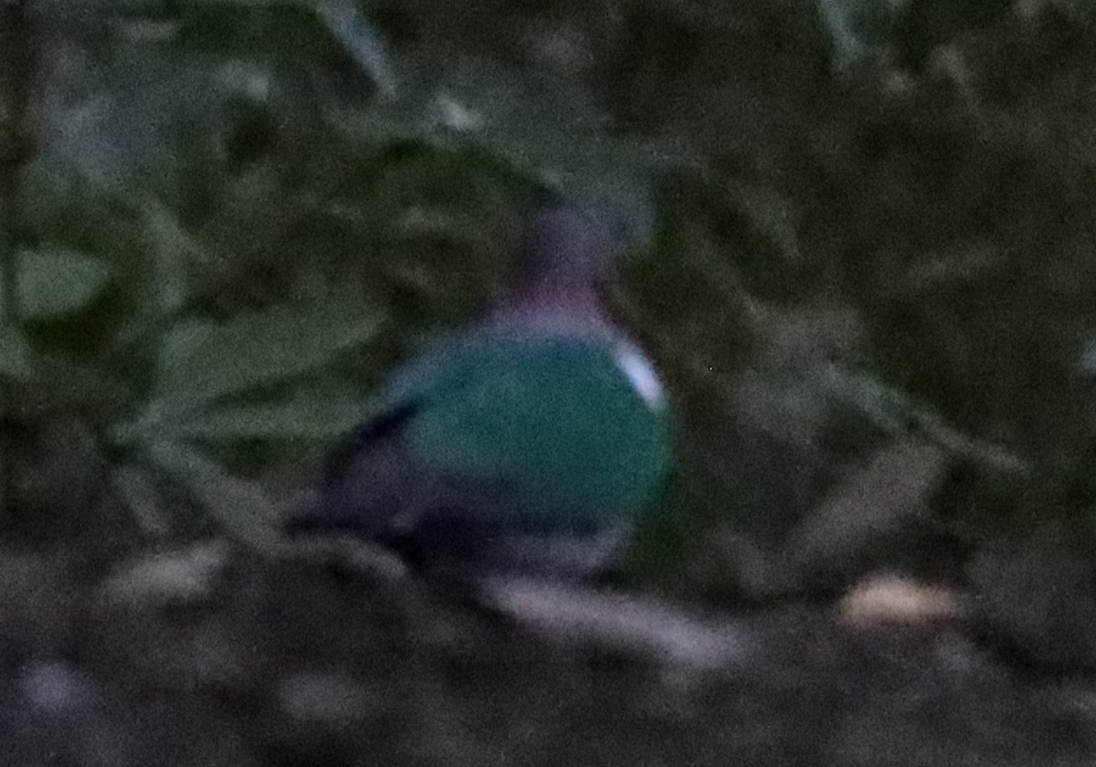 Pacific Emerald Dove - ML637937648