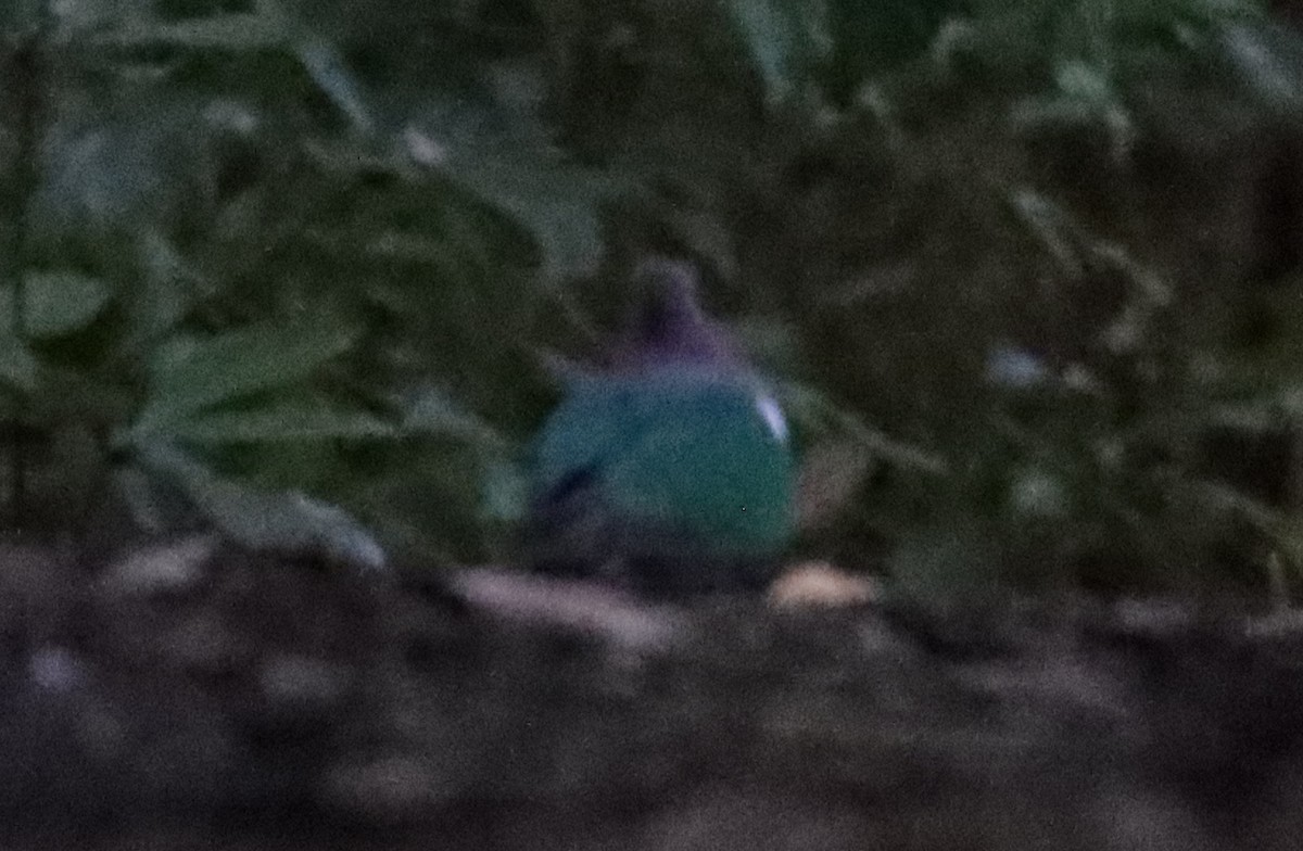Pacific Emerald Dove - ML637937649